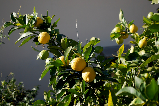 Limoni